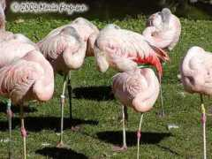wildlifeofamerica.com Flamingos