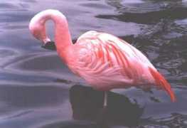 Flamingos