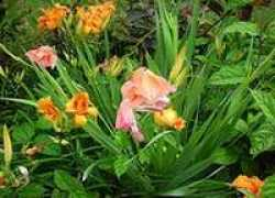 travelmasti.com Flaura