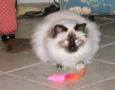birmans.it Floriant