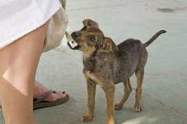 blog.tagesanzeiger.ch Fluffi