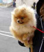 nordog.narod.ru Fluffi