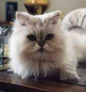 voyagersjewelry.com Fluffycat