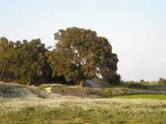 panoramio.com Fonollosa