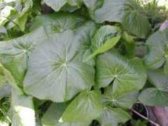 fungoceva.it Forcati