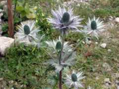 fungoceva.it Forcati