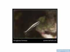 Formosus