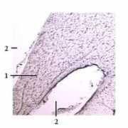 Fornix