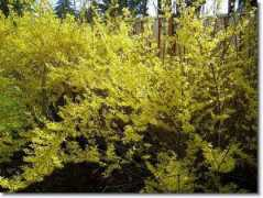 Forsythia