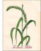 plantguide.org Foxtail