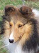 Frangelica