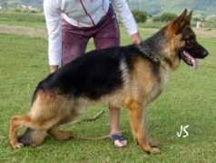Franjavier