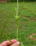 missouriplants.com Frankii