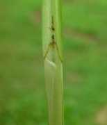 missouriplants.com Frankii