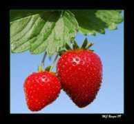 Fresas