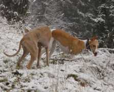 animagi-whippets.at Fressi