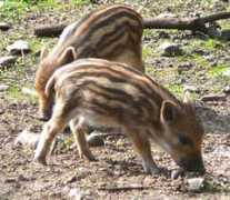 plattpattu.de Friedag