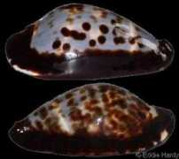 gastropods.com Friendi