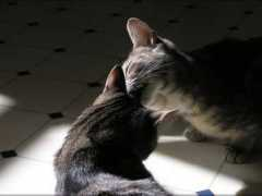 myfreewallpapers.net Friendly