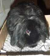 just4bun.de Frisette