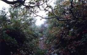 mcfarren.info Frissel