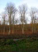 geograph.org.uk Friston