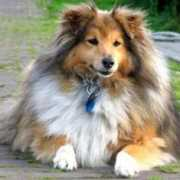 dogspot.de Fritzchen