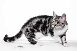 Frizzie