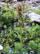 pterodroma.homecall.co.uk Frogo