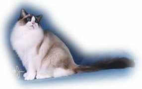 ragdoll.co.at Frostine