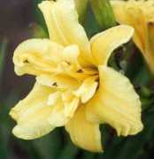 artemisgardens.com Froufrou