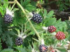 growsonyou.com Fruity