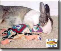 petoftheday.com Frumpy