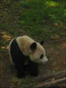 Fuchong