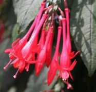 Fuchsia