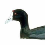 Fulica