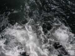 pelagic.org Fullstop