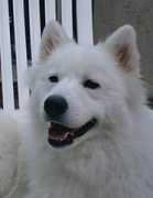 Funnybear