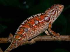 Furcifer