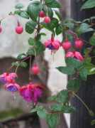 Fushia