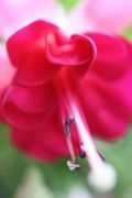 Fushia