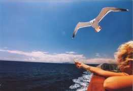 panoramio.com Gabbiano