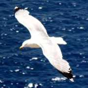 aroma.pblogs.gr Gabbiano