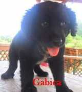 Gabica