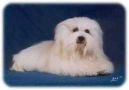 coton.tulear.free.fr Gadne