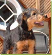airedaleterrier.ca Galatis