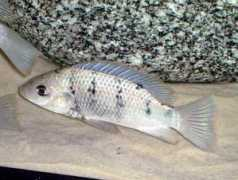 victoriancichlids.de Galileus