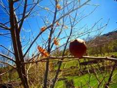 cimujadas.es Gallaron