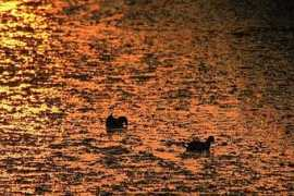 alessandrocanova.com Gallinella