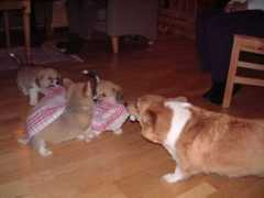 kennel-benfro.net Gamelyn